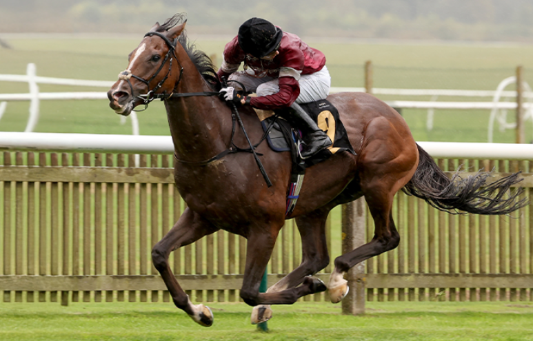 How A Horse’s Heart Size Impacts Speed